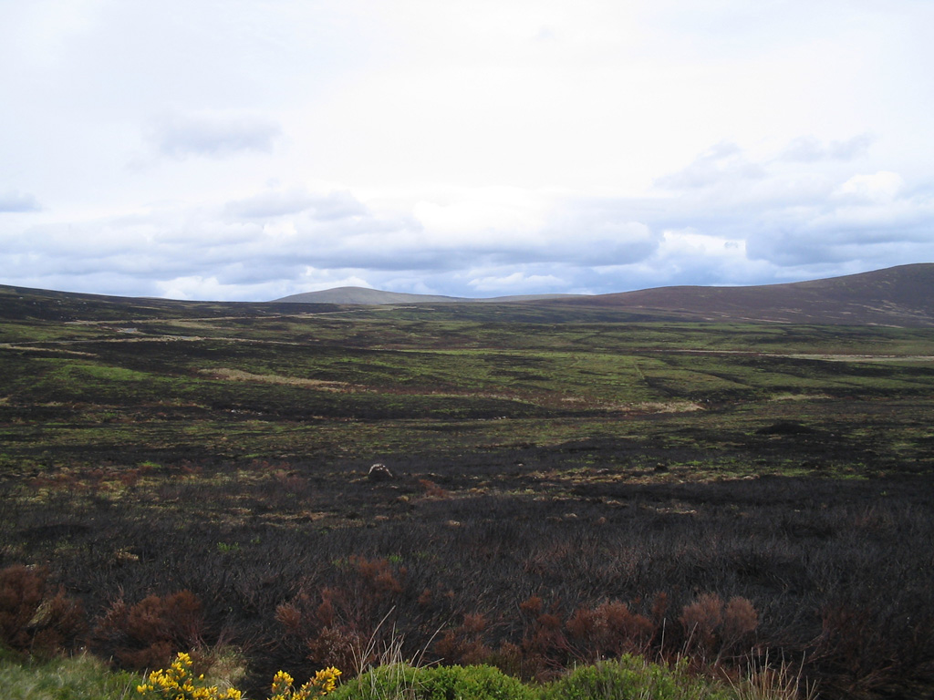 146_Wicklow Mtn. Peat Bogs